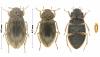 Helophorus sp.